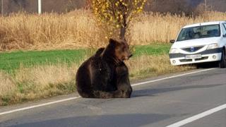 Brown bear strikes : Deaths spark Panic in Romania