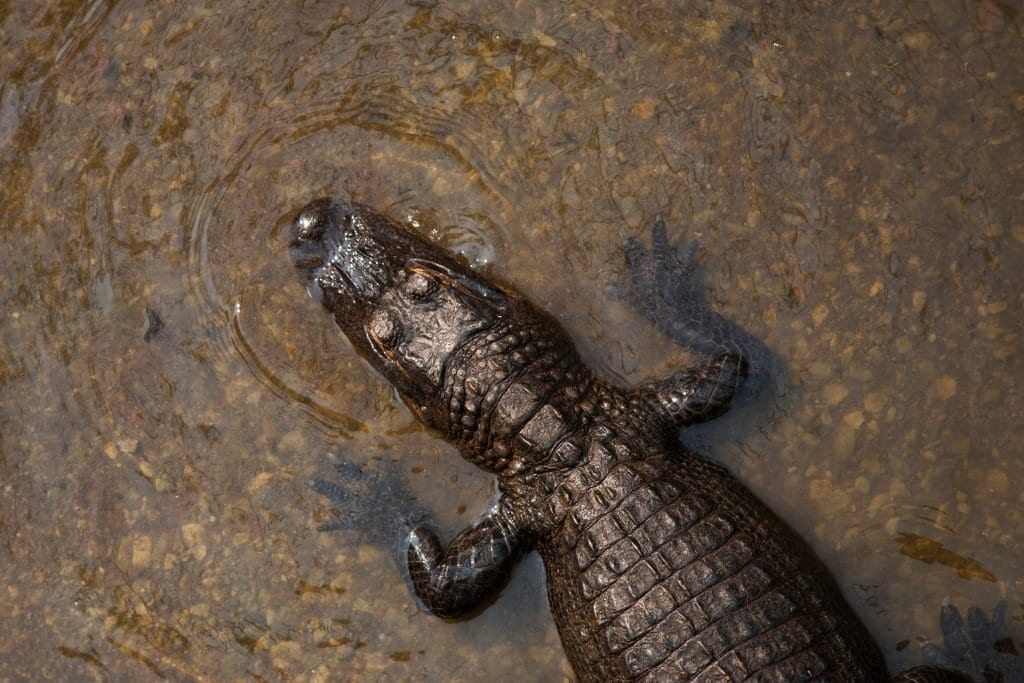 Gharial is in danger due to loss of habitat and hunting