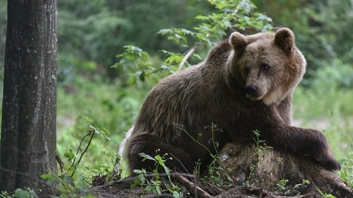 Brown bear attacks.