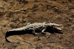 baby reptiles give hope of the strangest reptiles.