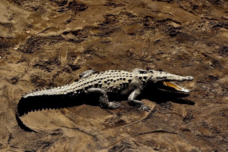 New hope for world's most endangered reptile Gharial