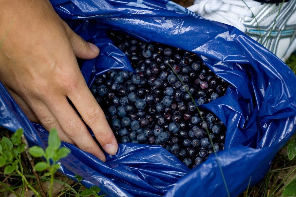 picking-bluberries