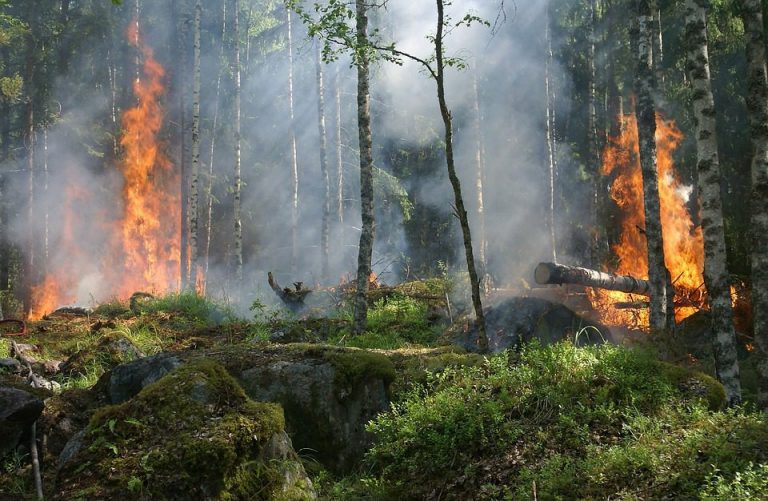 How to Control Amazon forest and Australian Forest Fire-Like Events in the Future?