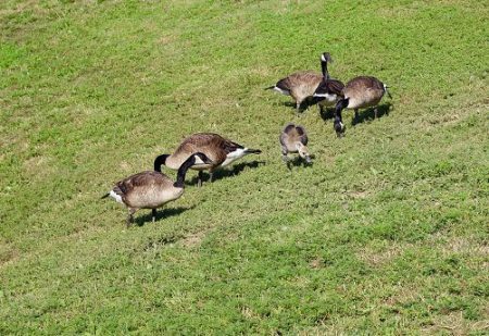 Geese Problem: An issue for decades finally tackled