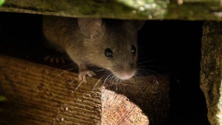 How to ensure that all mice are gone from your home?
