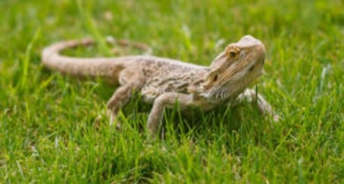 15 Jaw-Dropping Bearded Dragon Facts