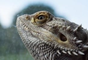 8. What are those holes on the side of a Bearded Dragon’s Head?