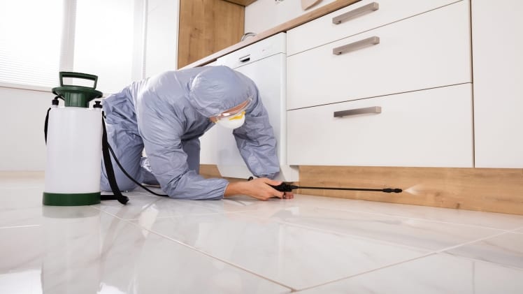 What are the Key Things to Consider When Hiring a Professional Exterminator?