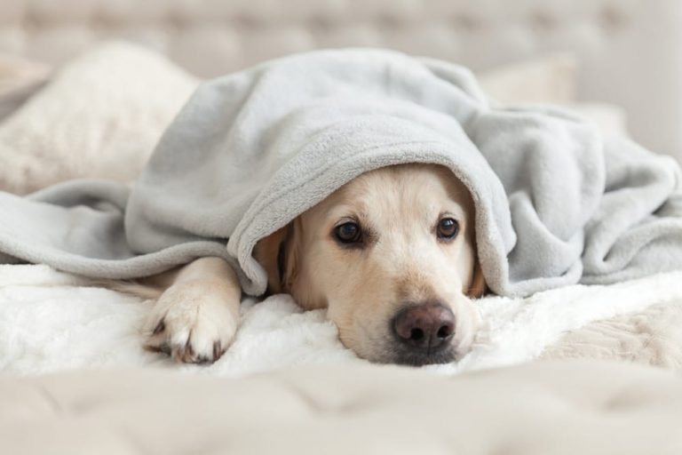 Tips to Make Your Pets Healthy in Pandemic