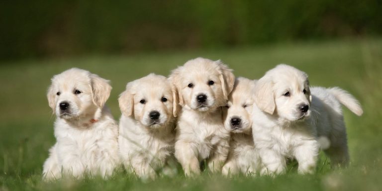 Golden Retriever Puppies for Sale UK