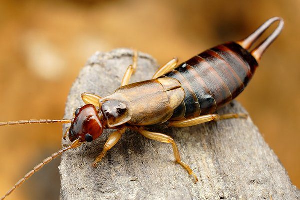 Fun Facts just about Earwigs