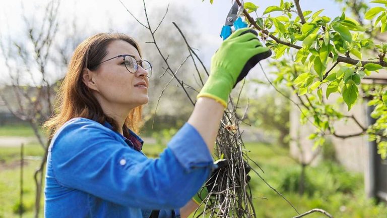 3 Important Things You Should Know About Tree Services