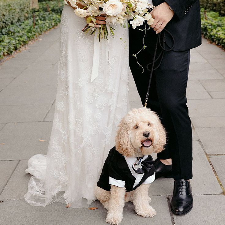 Dog in Your Wedding
