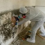 Should You Hire Professional Mold Remediation Services?