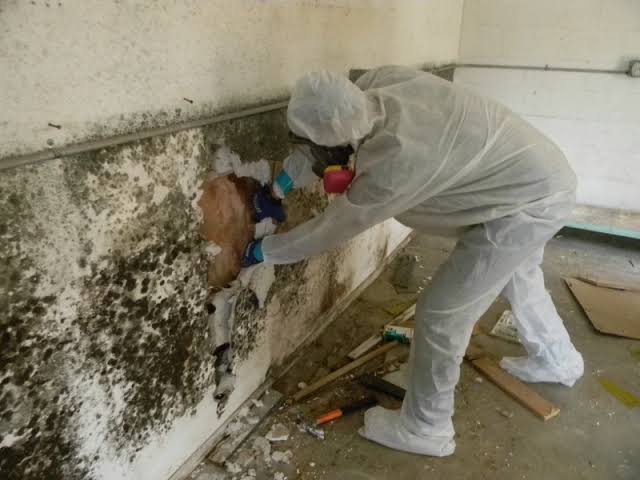 Should You Hire Professional Mold Remediation Services?