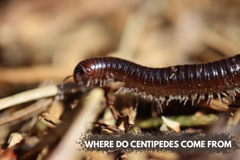 What is the source of attraction for the centipedes in your house?