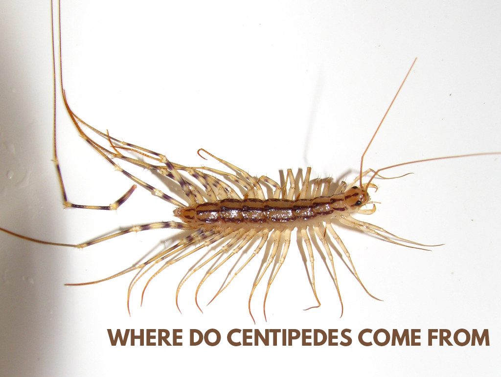 How can I kill centipedes in my house?