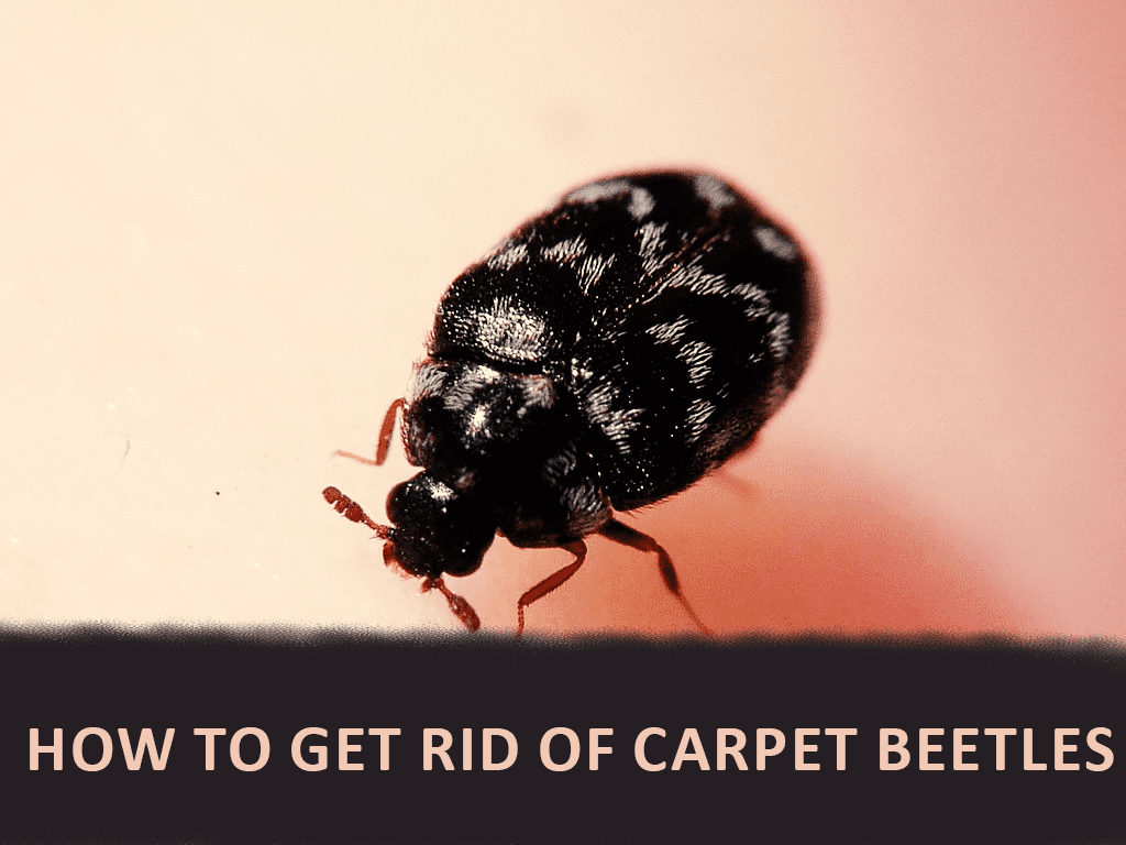 How Do Carpet Beetles Spread?