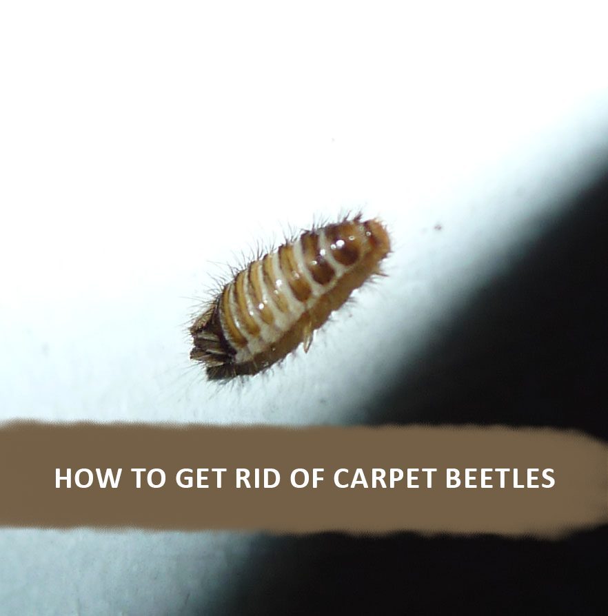 What Types Of Carpet Beetles Are There? 