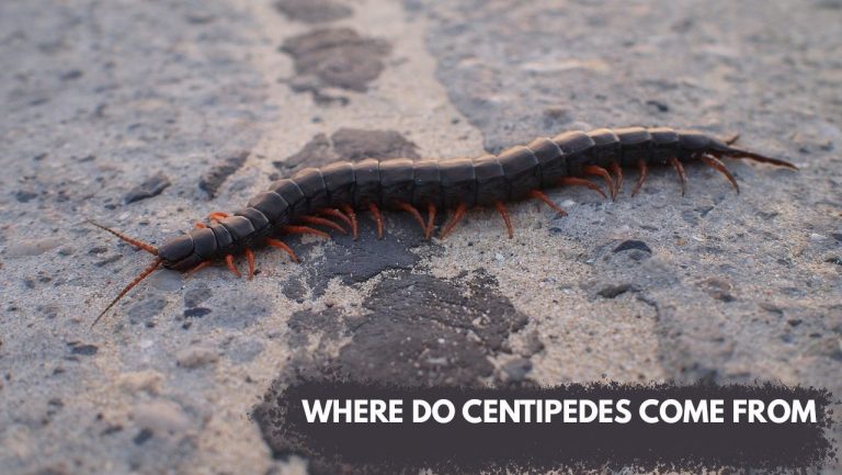 Where do centipedes come from