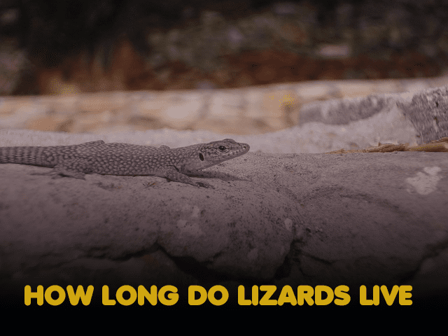 How can captivity increase the life span of lizards?