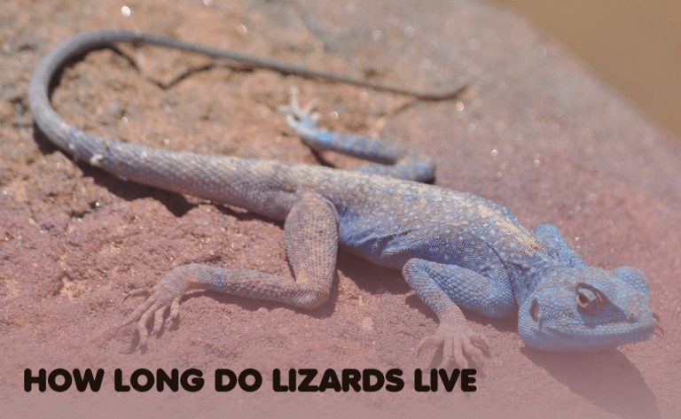 How long do lizards live