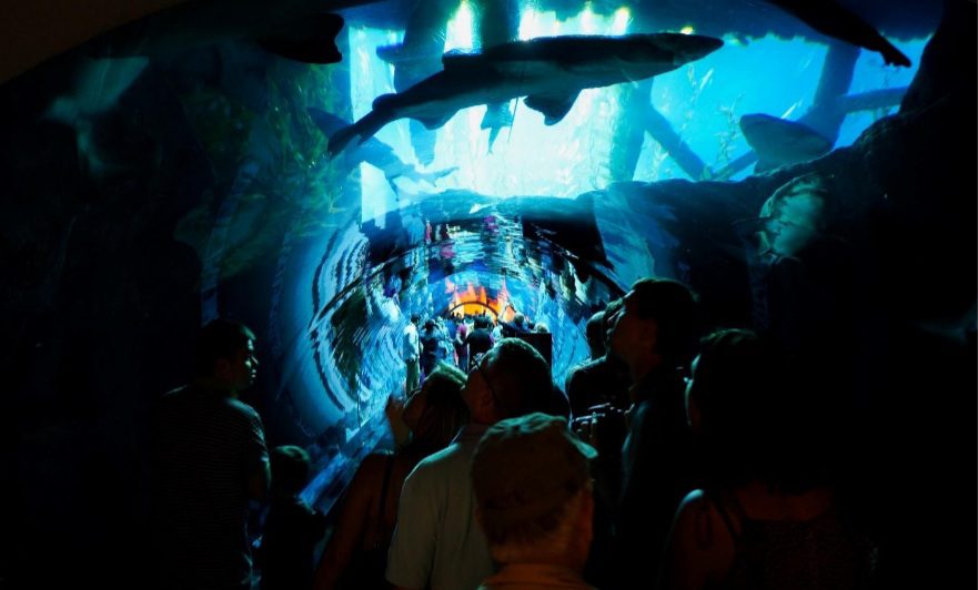 Take a dive into the underwater world at Dubai Aquarium and Zoo.