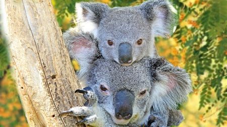 Are koalas dangerous