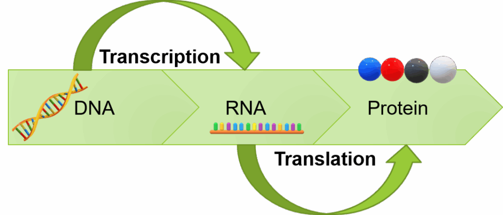 Transcription