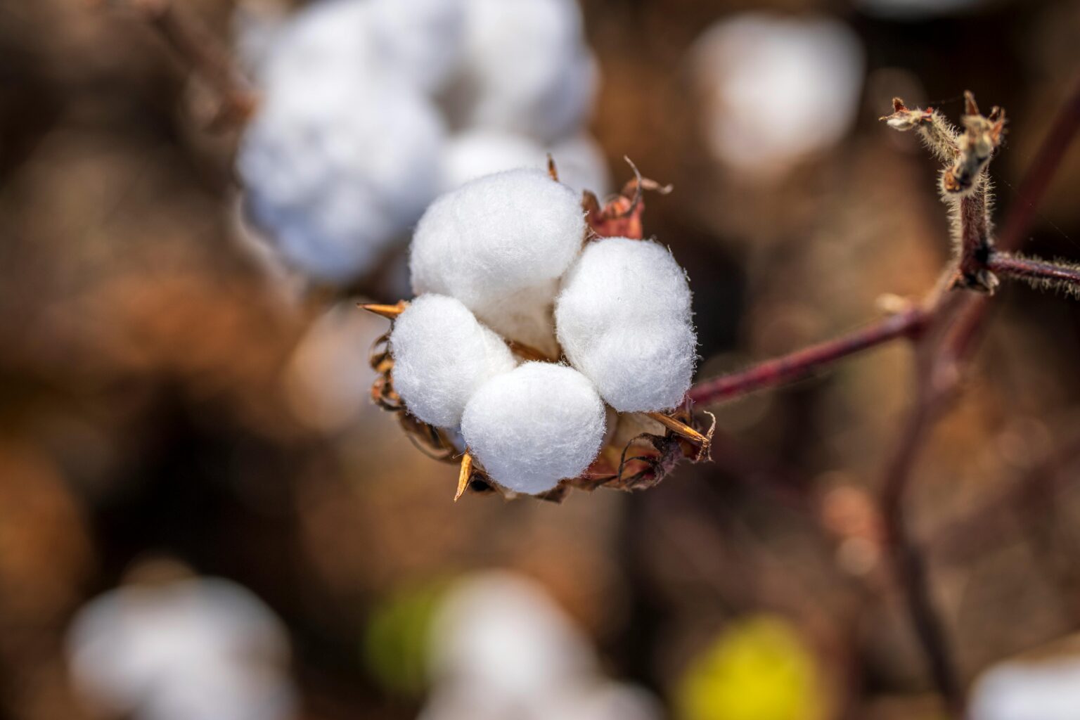 Organic Cotton