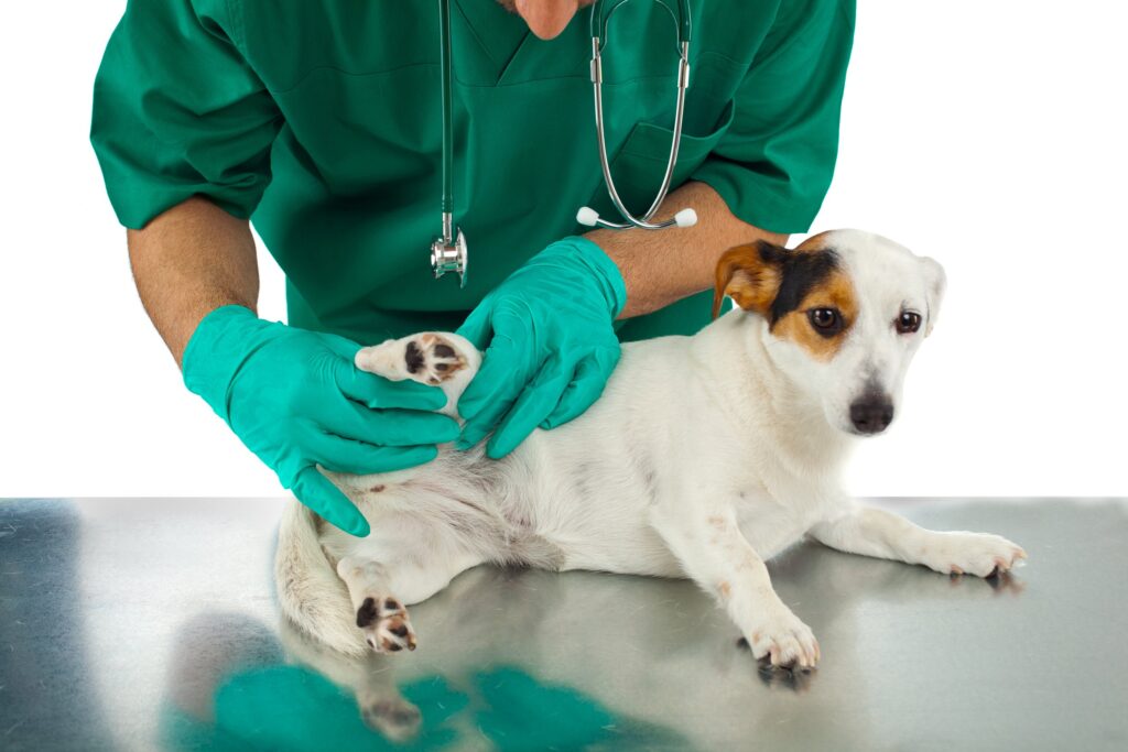 Pets Healthy